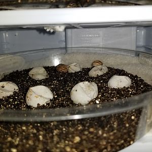 Hatching!