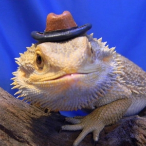 Bearded dragon photo