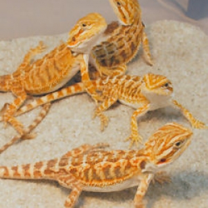 Bearded dragon photo