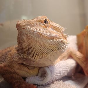 Buddy loves his towel in his cage