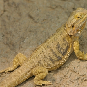 Bearded dragon photo