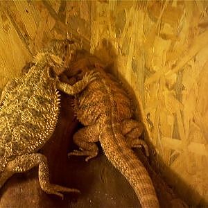My two bearded dragons