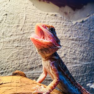 Rocky basking