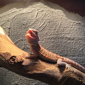 Rocky basking