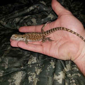 My first bearded dragon