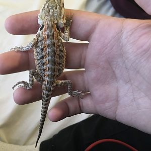 Is my baby bearded dragon cubby or not?