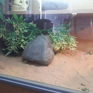 Vivarium for hector