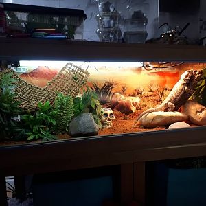 New vivarium set up!