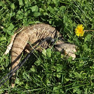 Bearded Dragon Yoga