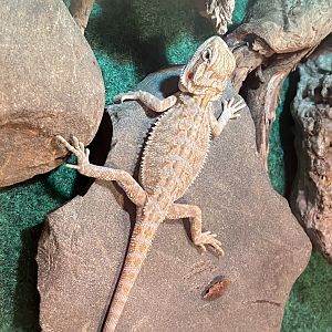 Just got a new Beardie