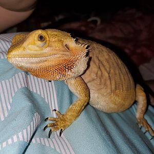 Beardie