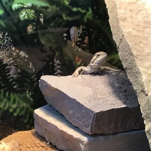 Climbing the giant rock