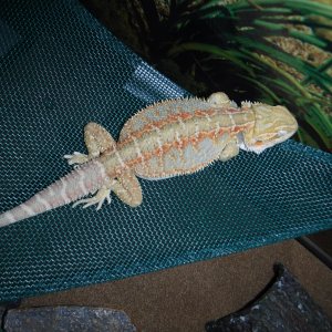 Sleeping on New hammock