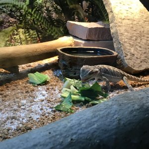 Enjoying his lunch