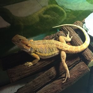 Fancy sexy leg