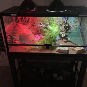 40 gallon tank Bearded Dragon Forum